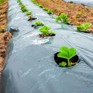 Mulching negro